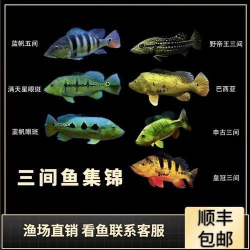 藍帆五間魚價格表和圖片大全【藍帆五間觀賞魚飼養指南】
