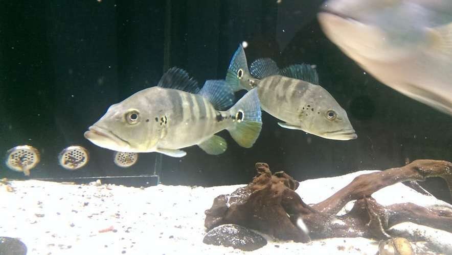 藍帆五間魚價格表和圖片大全【藍帆五間觀賞魚飼養指南】