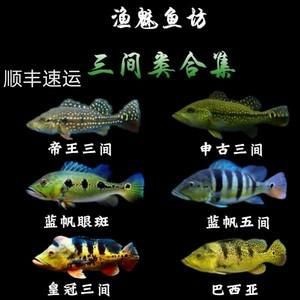 藍帆五間魚價格表和圖片大全【藍帆五間觀賞魚飼養指南】