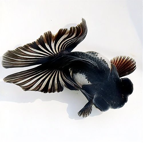 金龍魚(yú)有不發(fā)色的嗎為什么【關(guān)于金龍魚(yú)發(fā)色問(wèn)題】