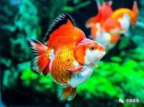 金龍魚(yú)有不發(fā)色的嗎為什么【關(guān)于金龍魚(yú)發(fā)色問(wèn)題】
