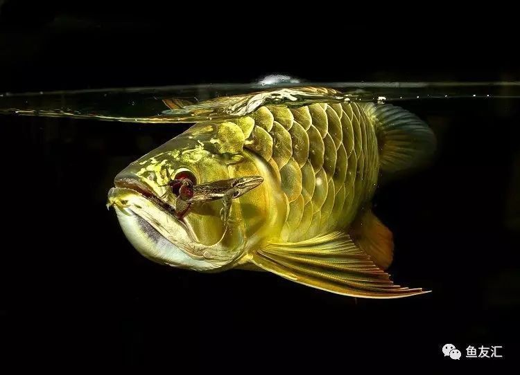 龍魚為什么會趴缸【龍魚趴缸養龍魚的健康問題，龍魚趴缸的疾病因素分析】