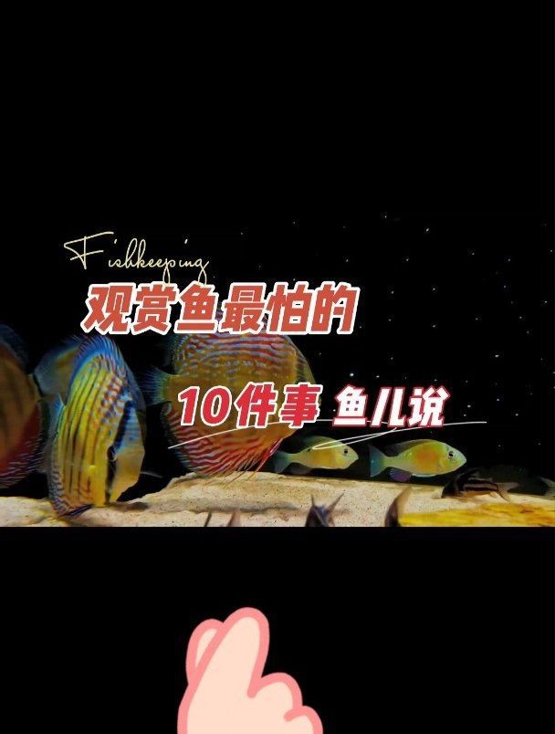 紅勾銀版魚最忌三種東西有哪些【紅勾銀板魚最忌諱的三大忌諱：紅勾銀板魚最忌諱的三大忌諱】 紅勾銀版魚最忌三種東西有哪些【紅勾銀板魚最忌諱的三大忌諱：紅勾銀板魚最忌諱的三大忌諱】 龍魚論壇 第5張