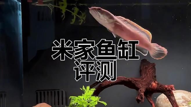 迷你魚缸小型【迷你小型魚缸品牌排行榜】