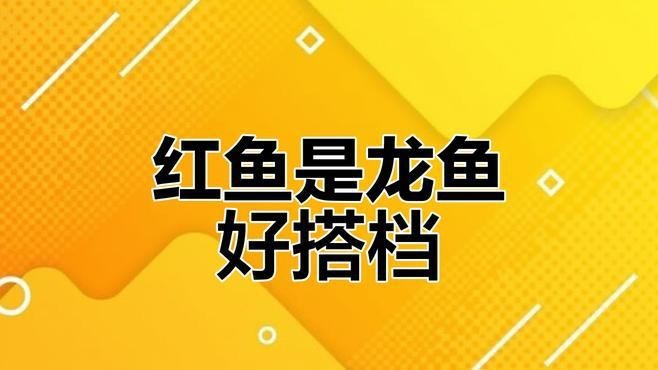 紅龍魚的最佳混養魚有哪些？【紅龍魚混養推薦】