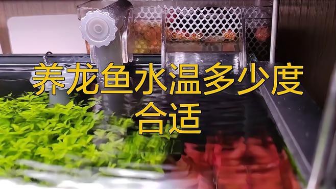 紅龍魚發(fā)色最佳水溫是多少【紅龍魚發(fā)色最佳水溫結(jié)合生長階段和個體差異綜合調(diào)整】 紅龍魚發(fā)色最佳水溫是多少【紅龍魚發(fā)色最佳水溫結(jié)合生長階段和個體差異綜合調(diào)整】 龍魚百科 第2張
