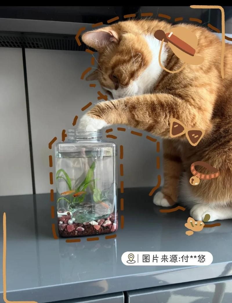 金魚如何通過訓練完成復(fù)雜動作？【如何訓練金魚完成復(fù)雜動作】