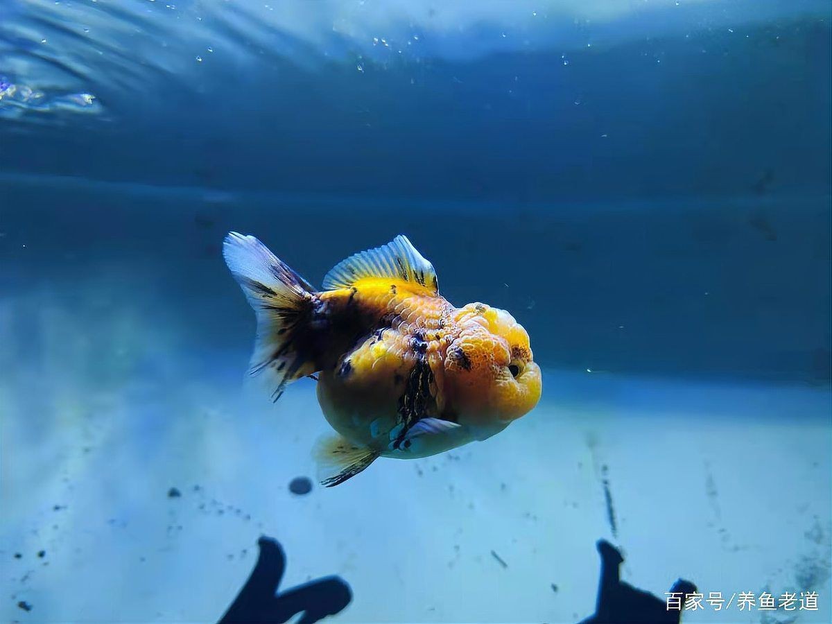 金魚如何通過訓練完成復(fù)雜動作？【如何訓練金魚完成復(fù)雜動作】