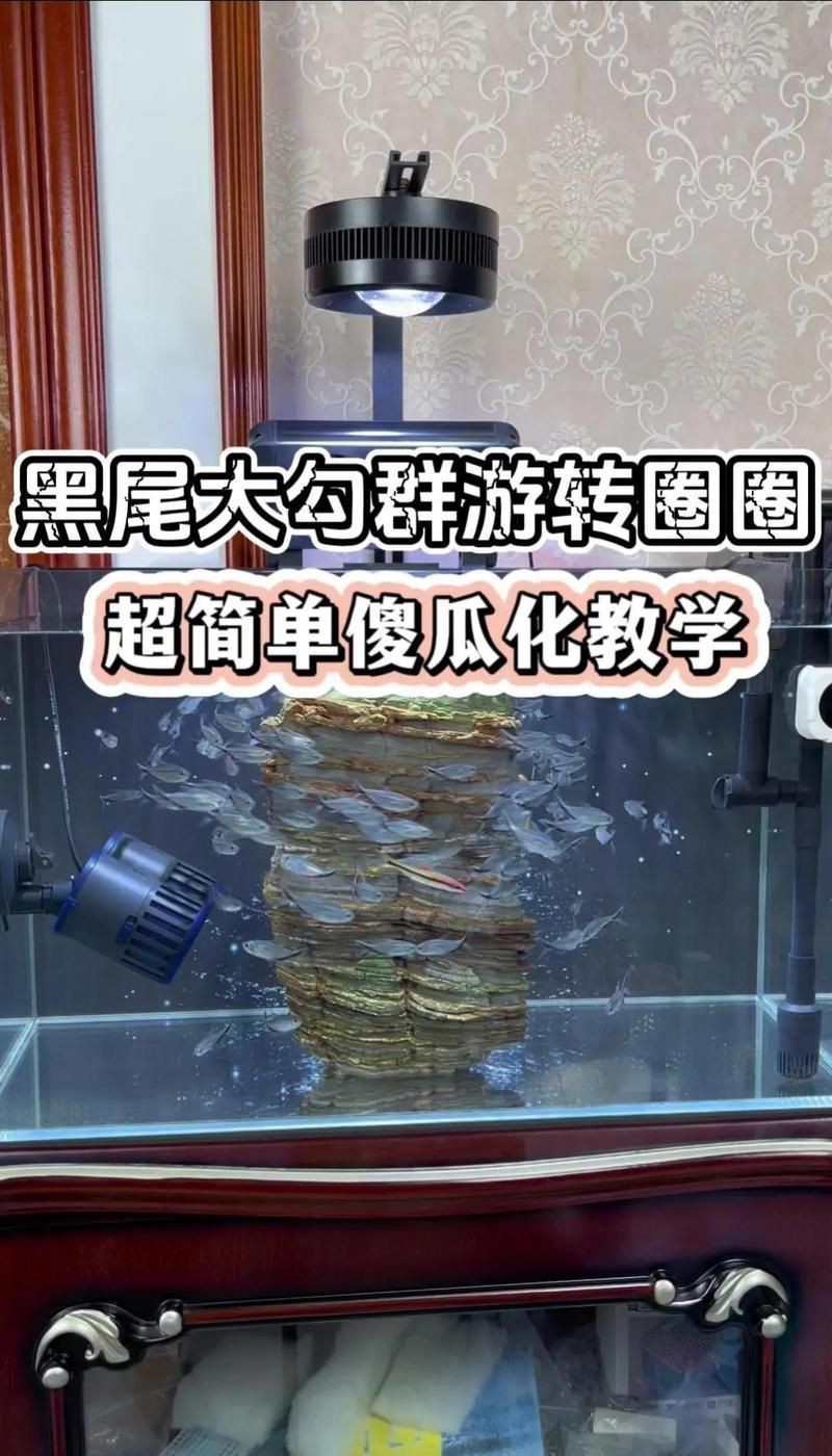 金魚如何通過訓練完成復(fù)雜動作？【如何訓練金魚完成復(fù)雜動作】