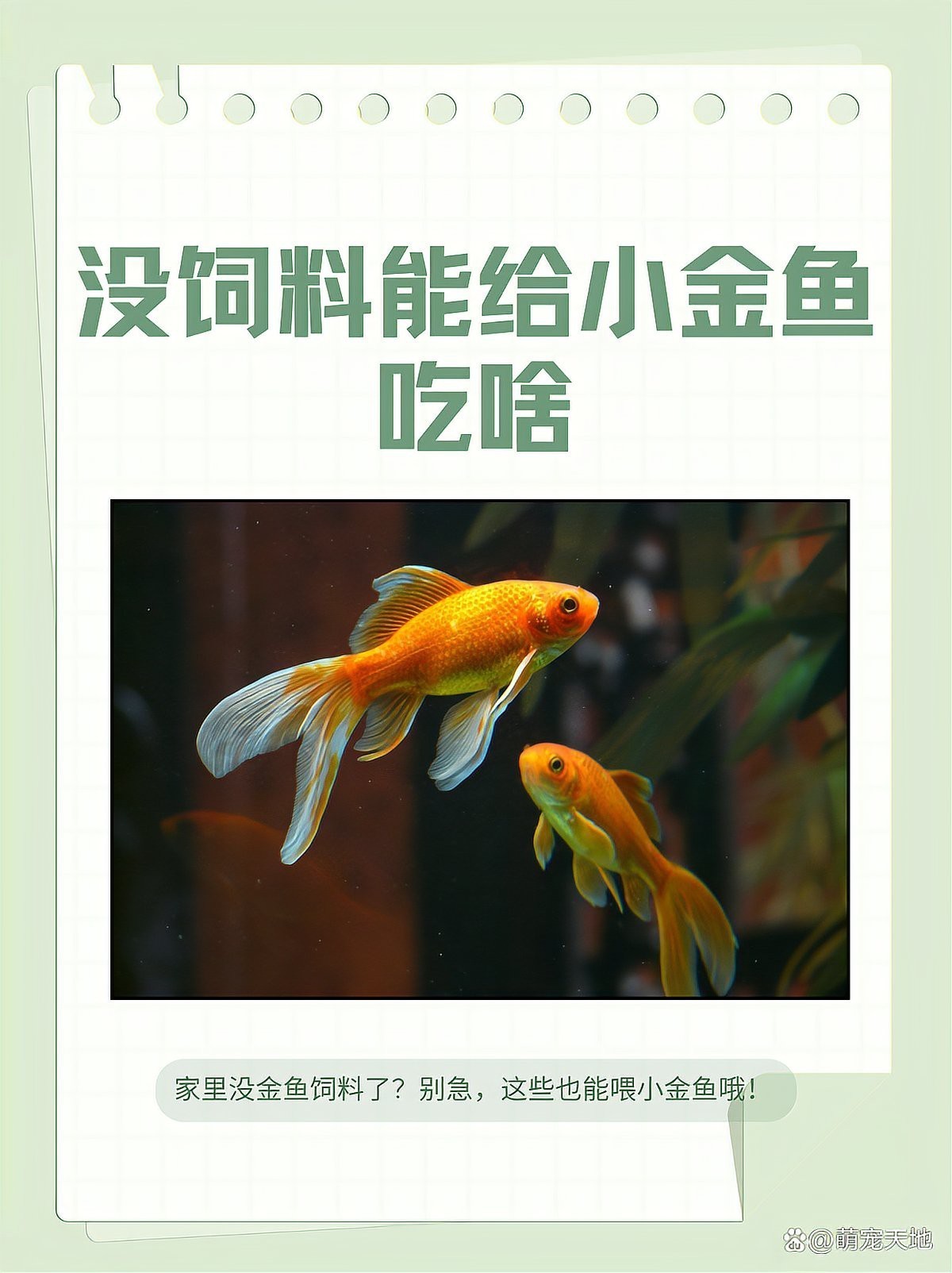 沒飼料能給小金魚吃啥【養金魚的注意事項】 沒飼料能給小金魚吃啥【養金魚的注意事項】 龍魚論壇 第1張