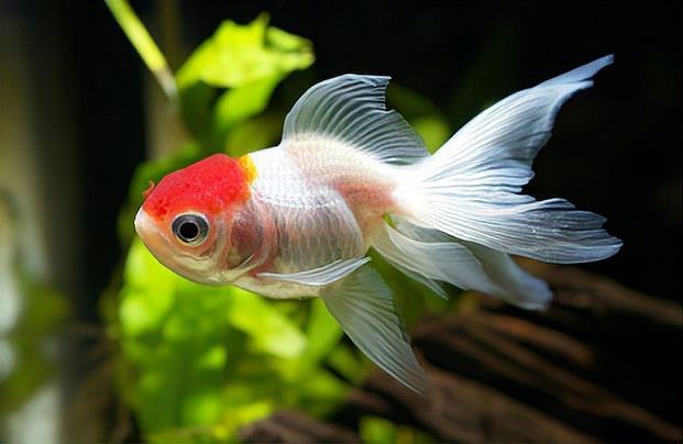 沒飼料能給小金魚吃啥【養金魚的注意事項】 沒飼料能給小金魚吃啥【養金魚的注意事項】 龍魚論壇 第3張