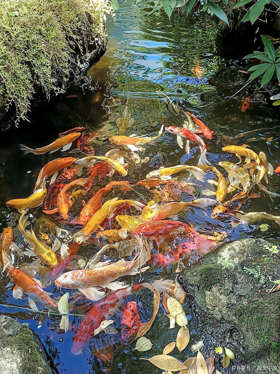 沒飼料能給小金魚吃啥【養金魚的注意事項】 沒飼料能給小金魚吃啥【養金魚的注意事項】 龍魚論壇 第4張