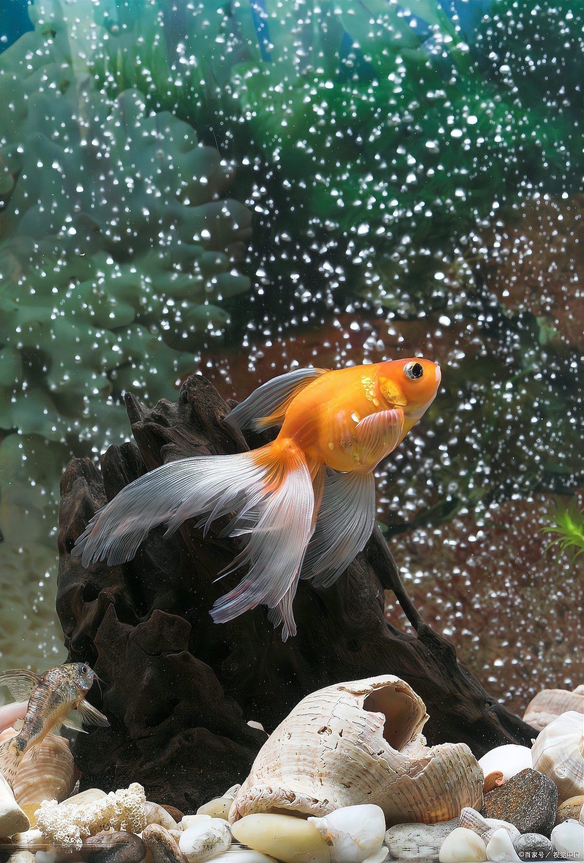 沒飼料能給小金魚吃啥【養金魚的注意事項】 沒飼料能給小金魚吃啥【養金魚的注意事項】 龍魚論壇 第8張
