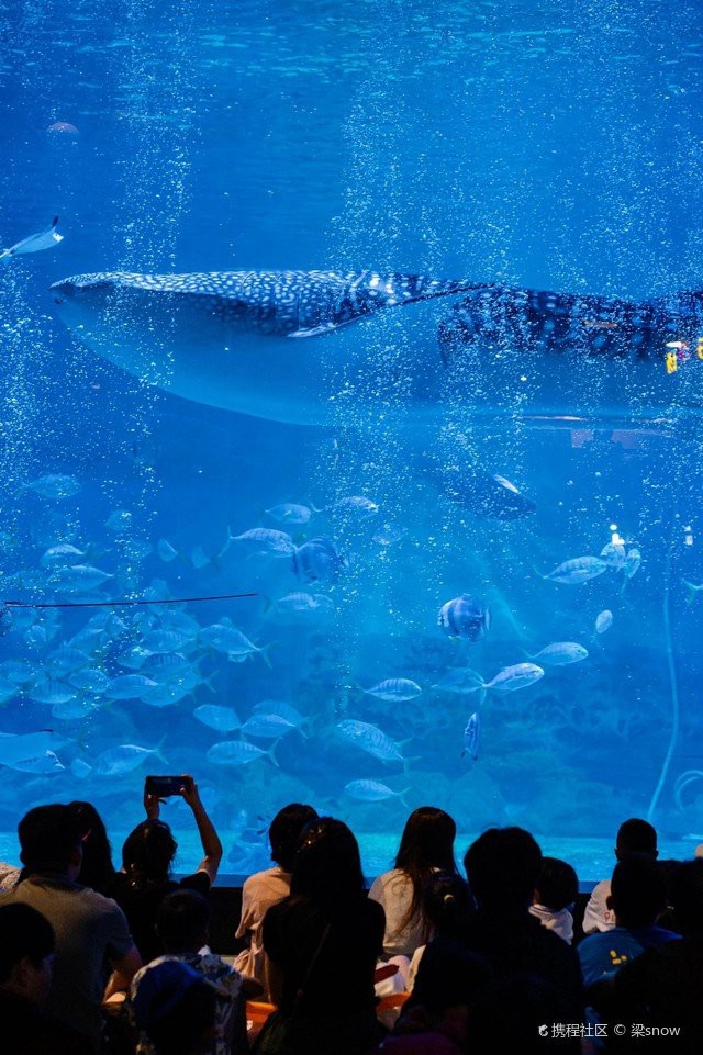 煙臺水族店【煙臺親子游的正確打開方式】