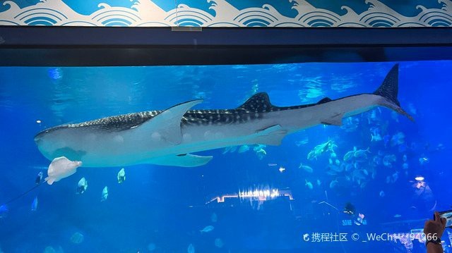 煙臺水族店【煙臺親子游的正確打開方式】
