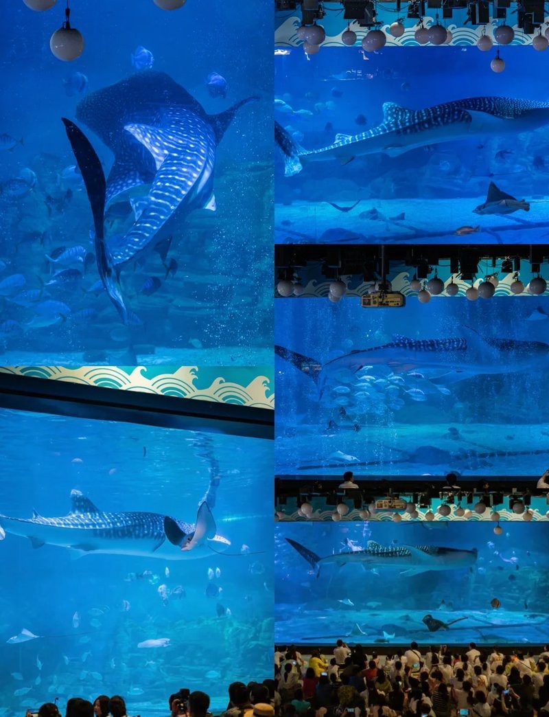 小鳳仙孔雀羽魚漂的優點,鳳仙孔雀羽魚漂的優缺點 觀賞魚百科 第1張 小鳳仙孔雀羽魚漂的優點,鳳仙孔雀羽魚漂的優缺點 小鳳仙孔雀羽魚漂的優點,鳳仙孔雀羽魚漂的優缺點 觀賞魚百科 第1張