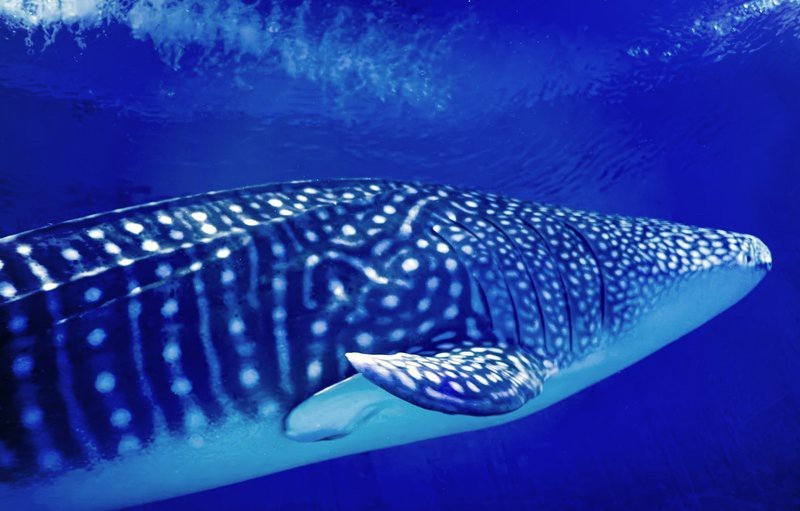 煙臺水族店【煙臺親子游的正確打開方式】