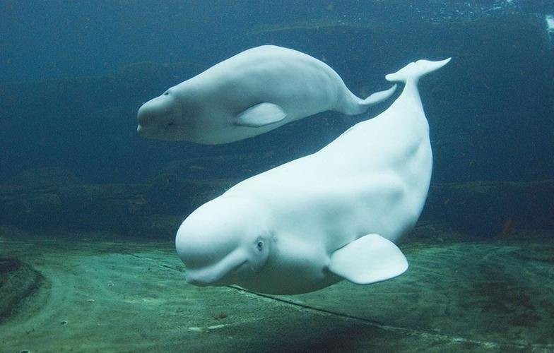 煙臺水族店【煙臺親子游的正確打開方式】