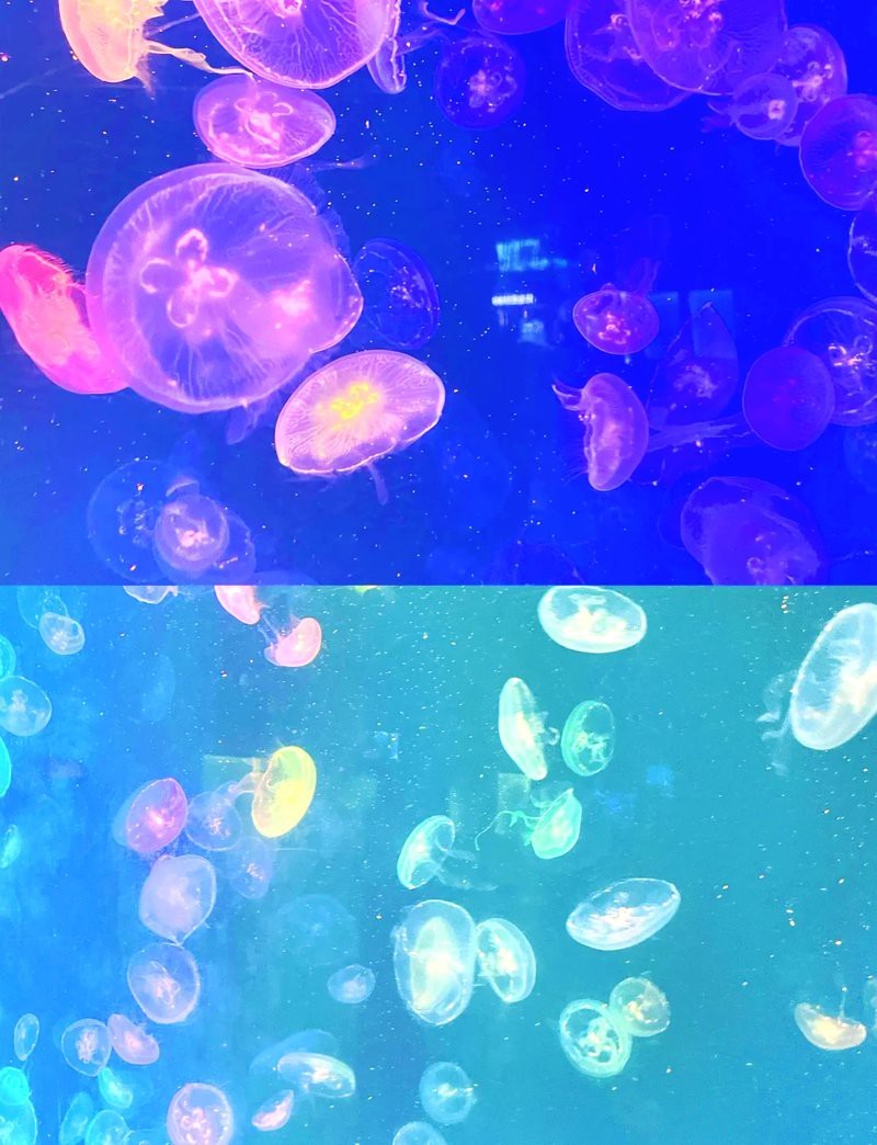 煙臺水族店【煙臺親子游的正確打開方式】