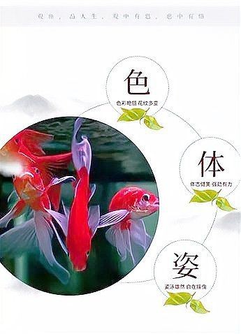 錦鯉和錦鯽圖片對比【錦鯉和錦鯉的區(qū)別及各自特點詳解錦鯉與錦鯽的區(qū)別及詳解】