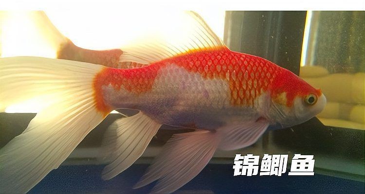 錦鯉和錦鯽圖片對比【錦鯉和錦鯉的區(qū)別及各自特點詳解錦鯉與錦鯽的區(qū)別及詳解】