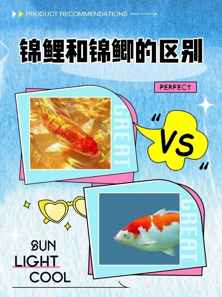 錦鯉和錦鯽圖片對比【錦鯉和錦鯉的區(qū)別及各自特點詳解錦鯉與錦鯽的區(qū)別及詳解】