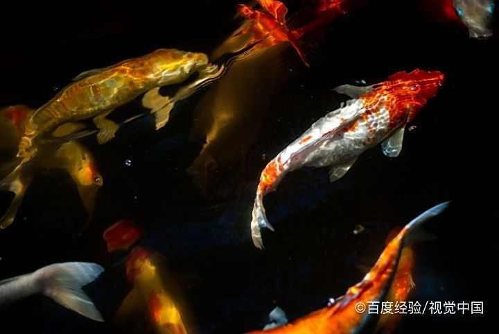 錦鯉和錦鯽圖片對比【錦鯉和錦鯉的區(qū)別及各自特點詳解錦鯉與錦鯽的區(qū)別及詳解】
