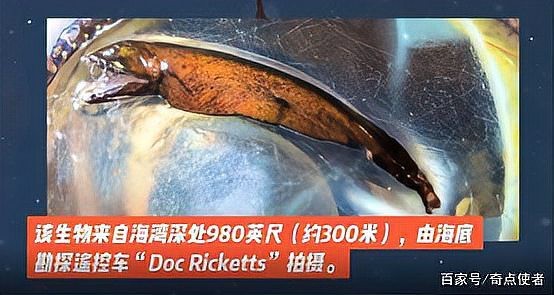 高鰭龍魚(yú)有哪些特點(diǎn)？【美國(guó)深海發(fā)現(xiàn)罕見(jiàn)“高鰭龍魚(yú)”:形如魚(yú)雷通體金屬色】