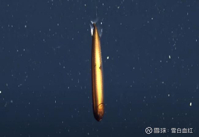 高鰭龍魚(yú)有哪些特點(diǎn)？【美國(guó)深海發(fā)現(xiàn)罕見(jiàn)“高鰭龍魚(yú)”:形如魚(yú)雷通體金屬色】