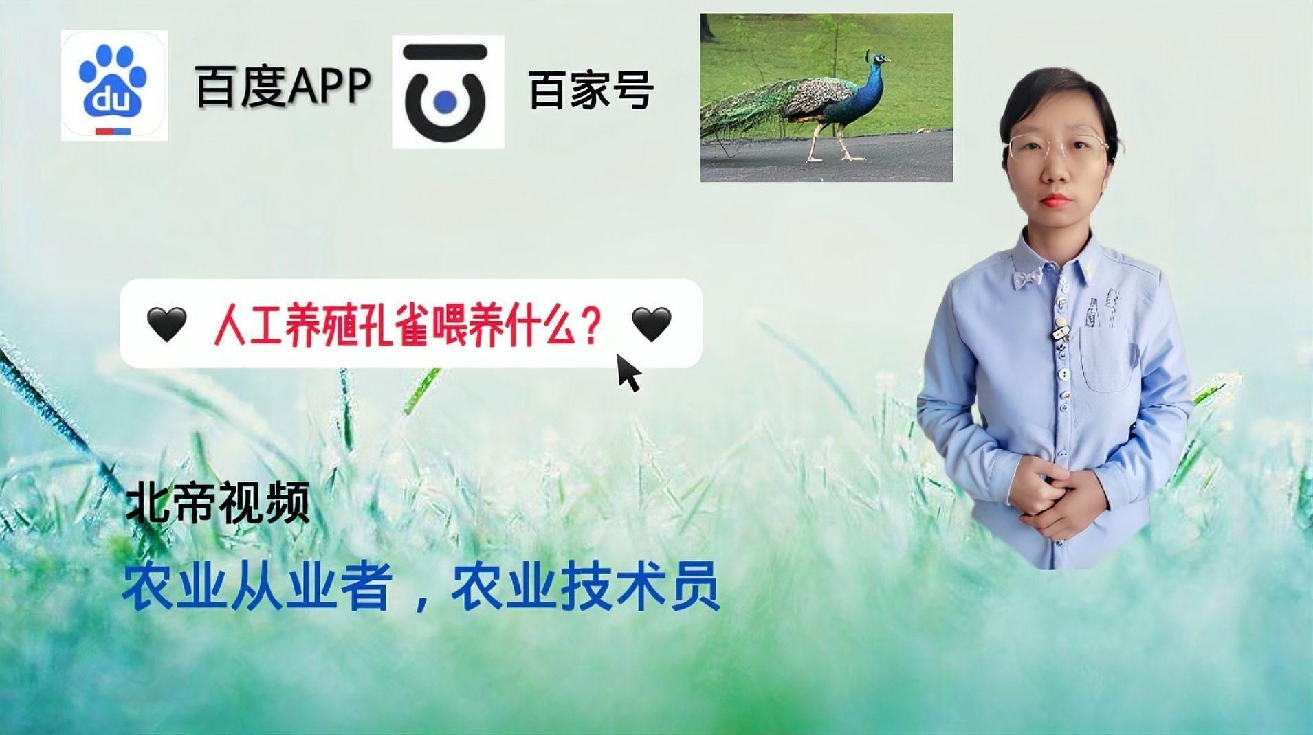 孔雀喂養方法【人養魚教學孔雀魚養殖技巧:從喂食到繁殖全攻略】