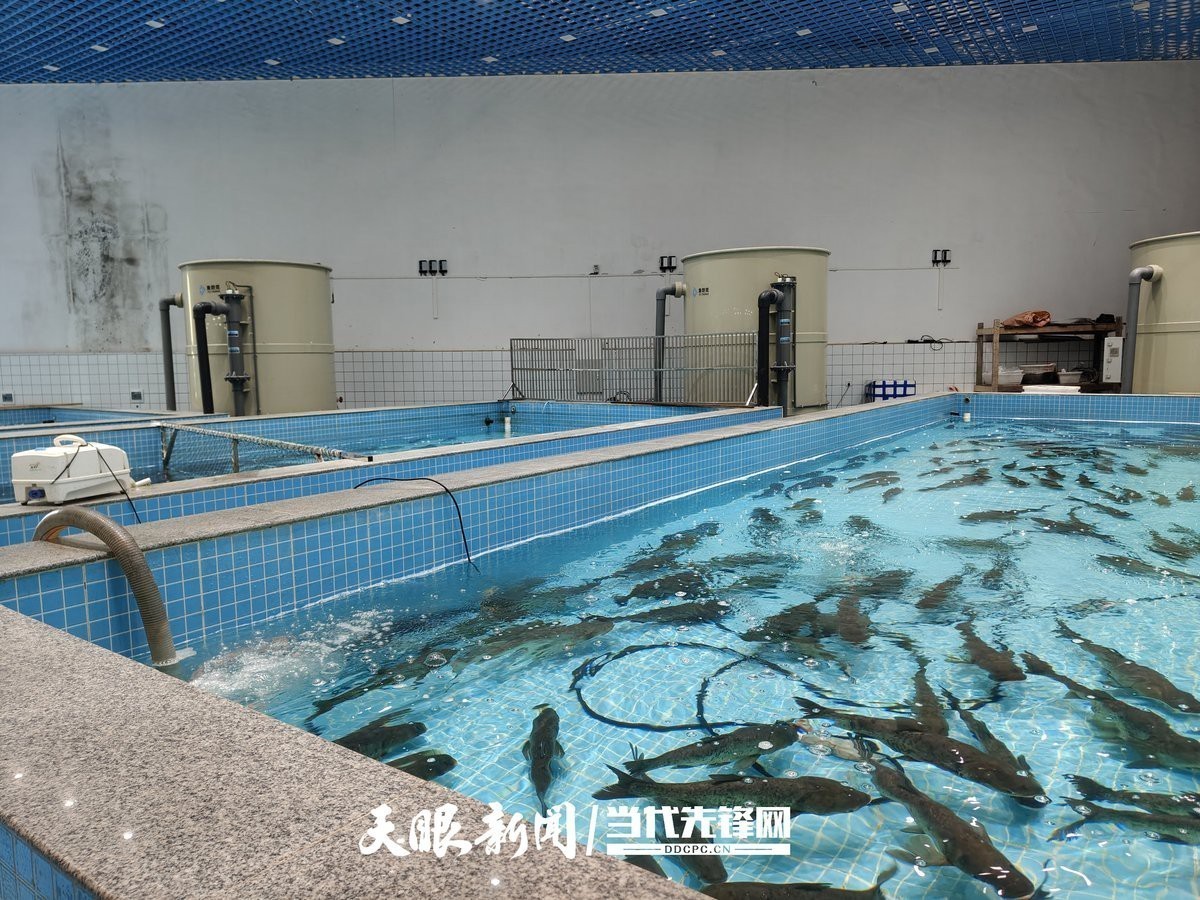 錦屏龍魚店【錦屏縣偶里鄉(xiāng)\