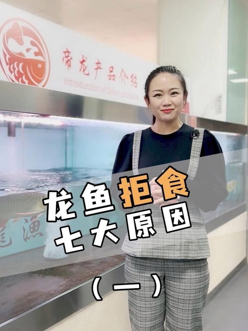 龍魚三個月不吃東西【龍魚不吃食怎么辦】