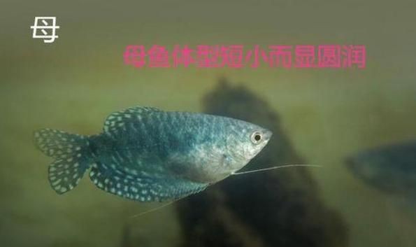給我一張藍曼龍魚公母對照圖【藍曼龍魚公母的詳細對照特征及圖示】
