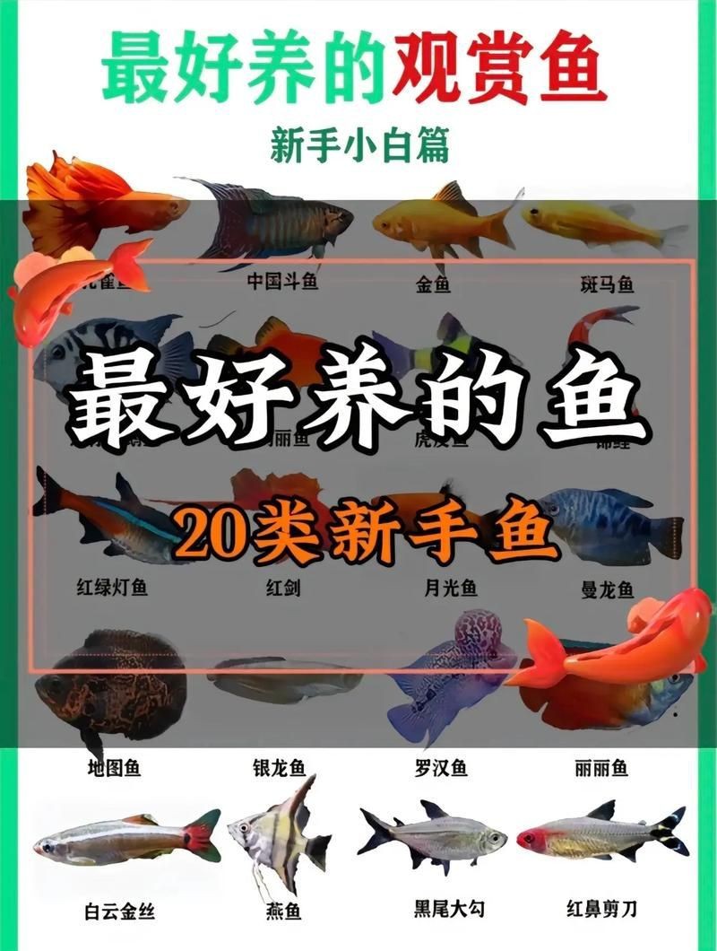 給我一張藍曼龍魚公母對照圖【藍曼龍魚公母的詳細對照特征及圖示】