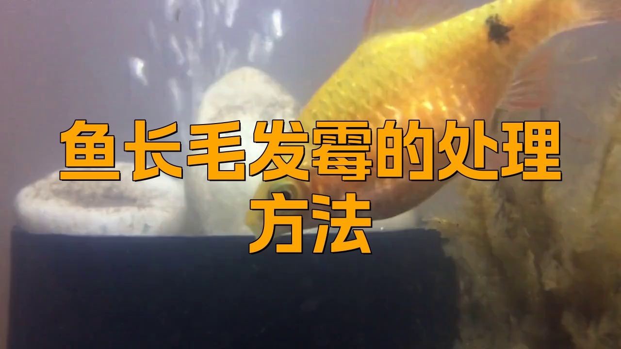 如何預(yù)防和治療魚的真菌感染？【【魚友問(wèn)答】多久換水水霉怎么辦】