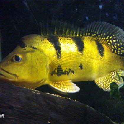 帝王三間魚和巴西亞哪個(gè)好【巴西亞魚和帝王三間的區(qū)別】