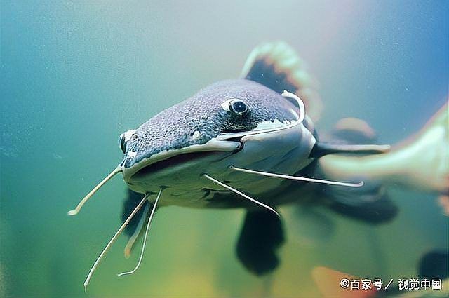 虹弦見招財貓魚正確使用方法【招財貓魚的科學飼養與互動指南】