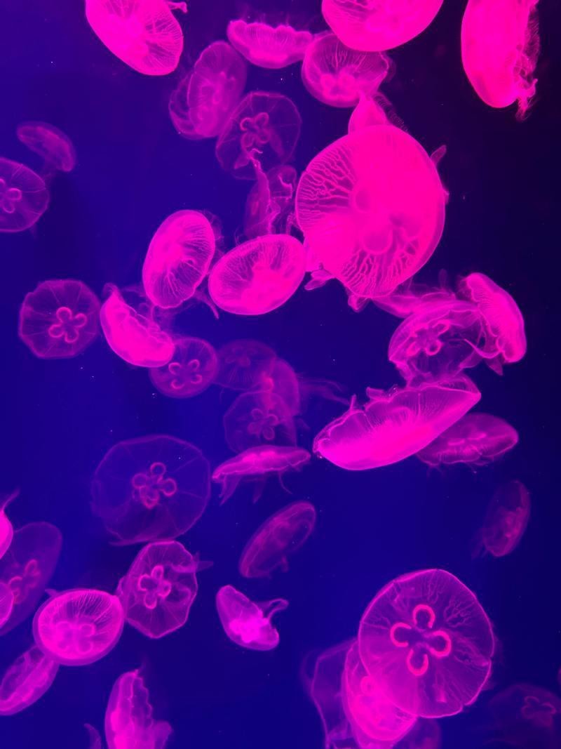 湖口水族店【九江湖口水族館探秘:縣級水族館的驚喜之旅脆甜琪淋冰小貝】