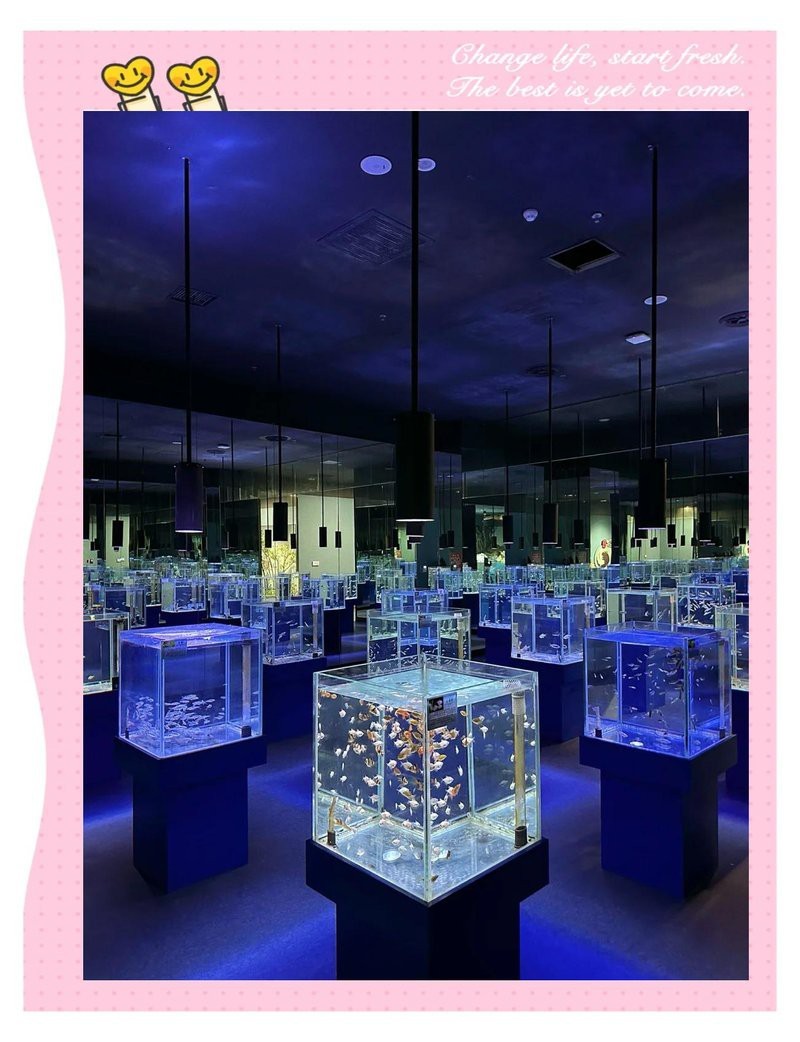 湖口水族店【九江湖口水族館探秘:縣級水族館的驚喜之旅脆甜琪淋冰小貝】