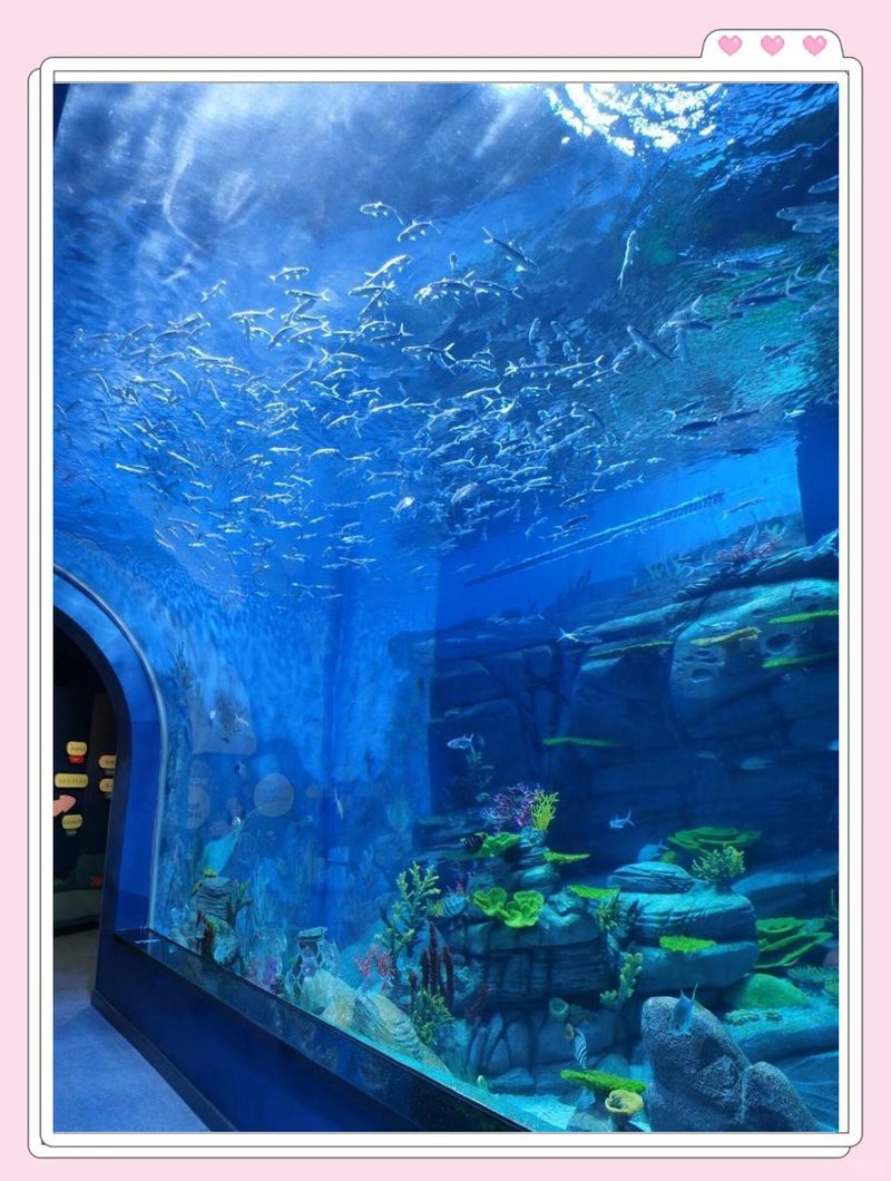 湖口水族店【九江湖口水族館探秘:縣級水族館的驚喜之旅脆甜琪淋冰小貝】