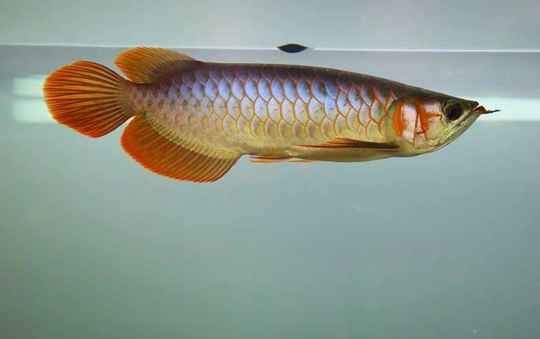 如何讓紅龍魚吃食兇猛【紅龍魚兜嘴(
