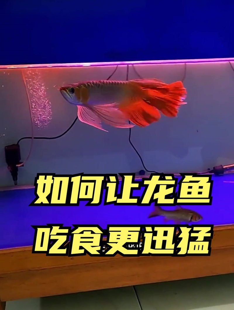 如何讓紅龍魚吃食兇猛【紅龍魚兜嘴(