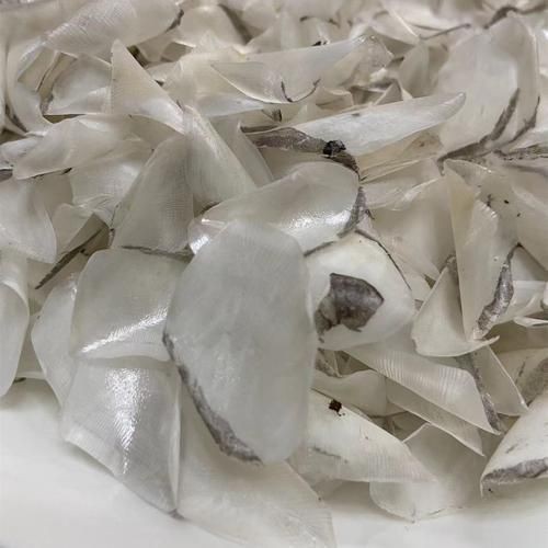 魟魚曬干后的圖片【[需手動填充]魚曬干后的形態(tài)與其水中游弋時的優(yōu)雅形象形成強烈反差】