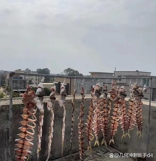 魟魚曬干后的圖片【[需手動填充]魚曬干后的形態(tài)與其水中游弋時的優(yōu)雅形象形成強烈反差】