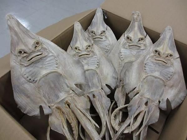 魟魚曬干后的圖片【[需手動填充]魚曬干后的形態(tài)與其水中游弋時的優(yōu)雅形象形成強烈反差】