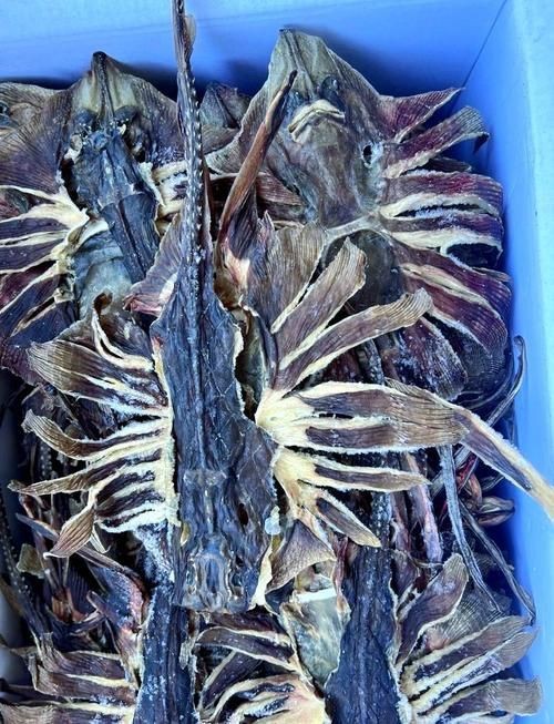 魟魚曬干后的圖片【[需手動填充]魚曬干后的形態(tài)與其水中游弋時的優(yōu)雅形象形成強烈反差】