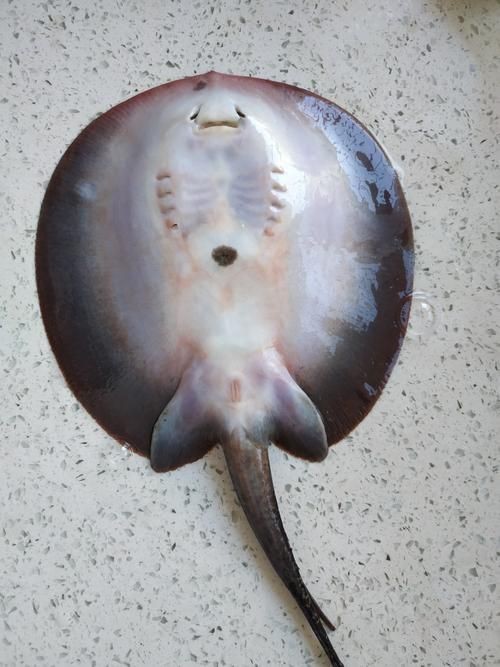 魟魚曬干后的圖片【[需手動填充]魚曬干后的形態(tài)與其水中游弋時的優(yōu)雅形象形成強烈反差】
