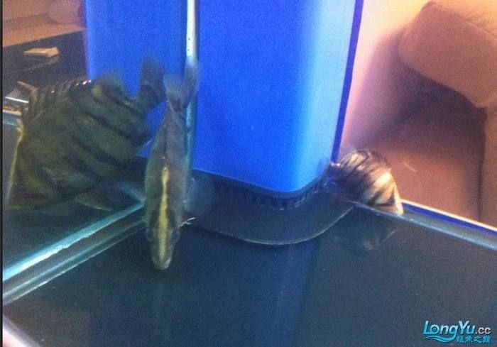 虎魚為什么越養越黑【虎魚體色變黑怎么辦】