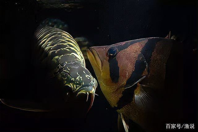虎魚為什么越養越黑【虎魚體色變黑怎么辦】