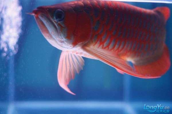 養龍魚有什么忌諱【養龍魚要避免的5個大忌!】